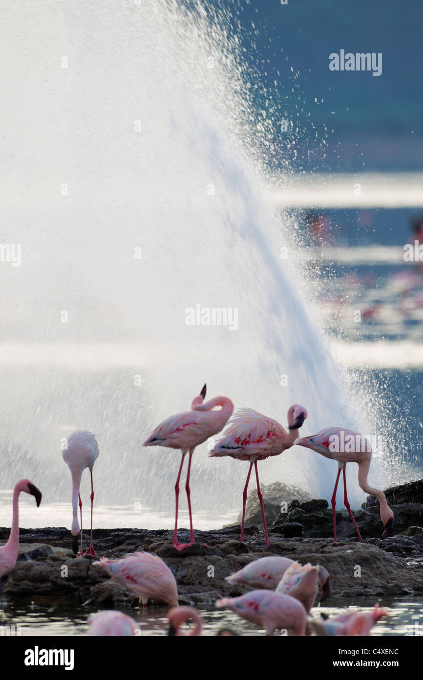 Lesser Flamingo (Phoenicopterus minor ) at Lake Bogoria’s geyser and hot springs.Kenya Stock Photo