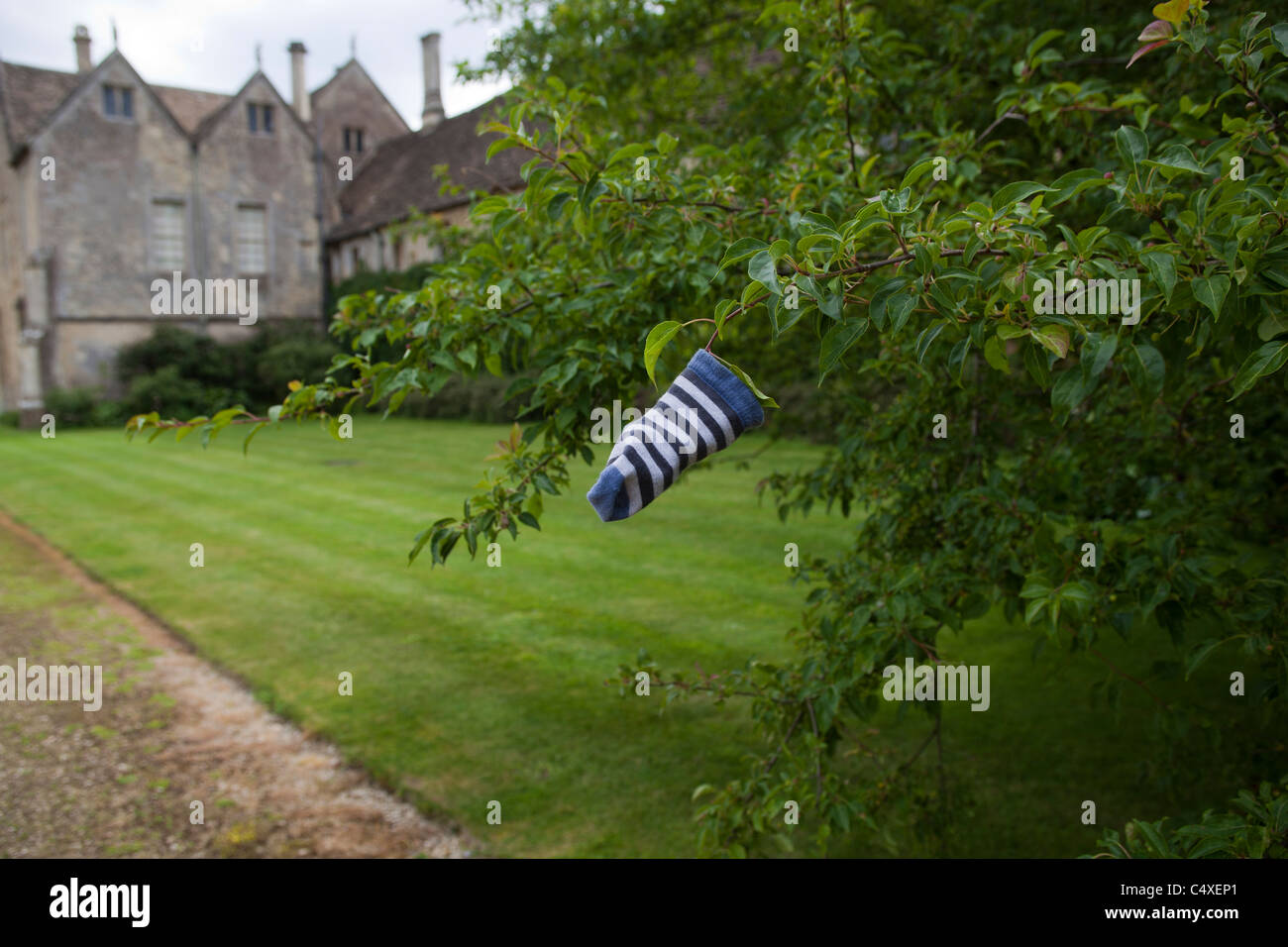 Lost Childs sock hanging from tree Stock Photo