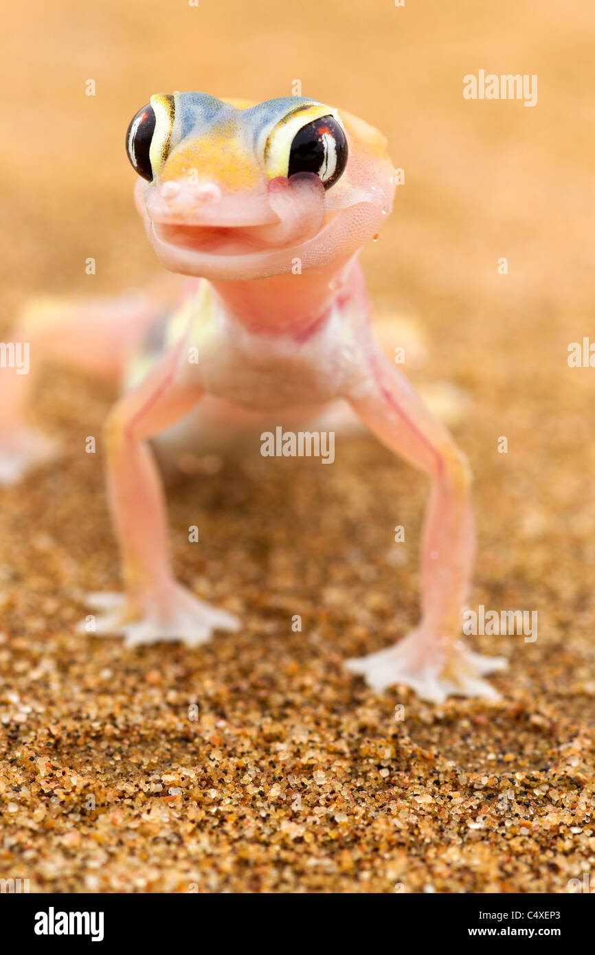 Web-footed Gecko (Palmatogecko  rangei). Nocturnal animals that live mostly nestled in deep burrows. Stock Photo
