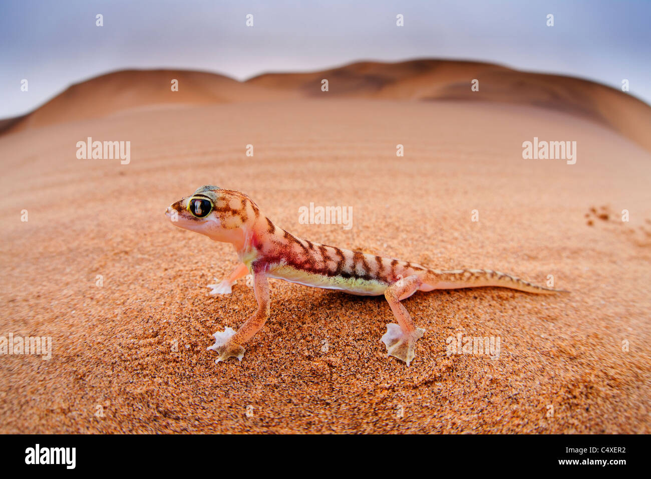 Web-footed Gecko (Palmatogecko  rangei). Nocturnal animals that live mostly nestled in deep burrows. Stock Photo