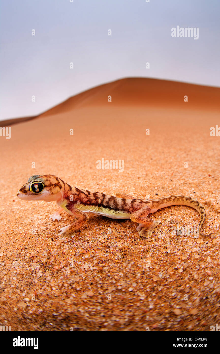 Web-footed Gecko (Palmatogecko rangei). Nocturnal animals that live mostly nestled in deep burrows. Stock Photo
