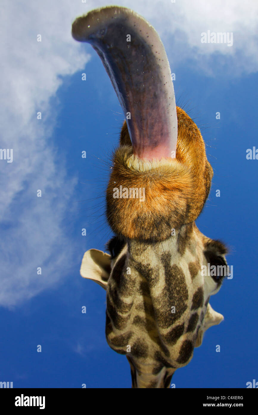 Rothschild Giraffe (Giraffa camelopardalis rothschildi) Is one of 9