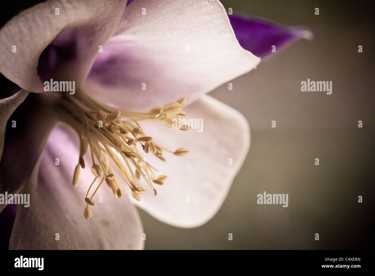 Close-up of columbine flower Stock Photo