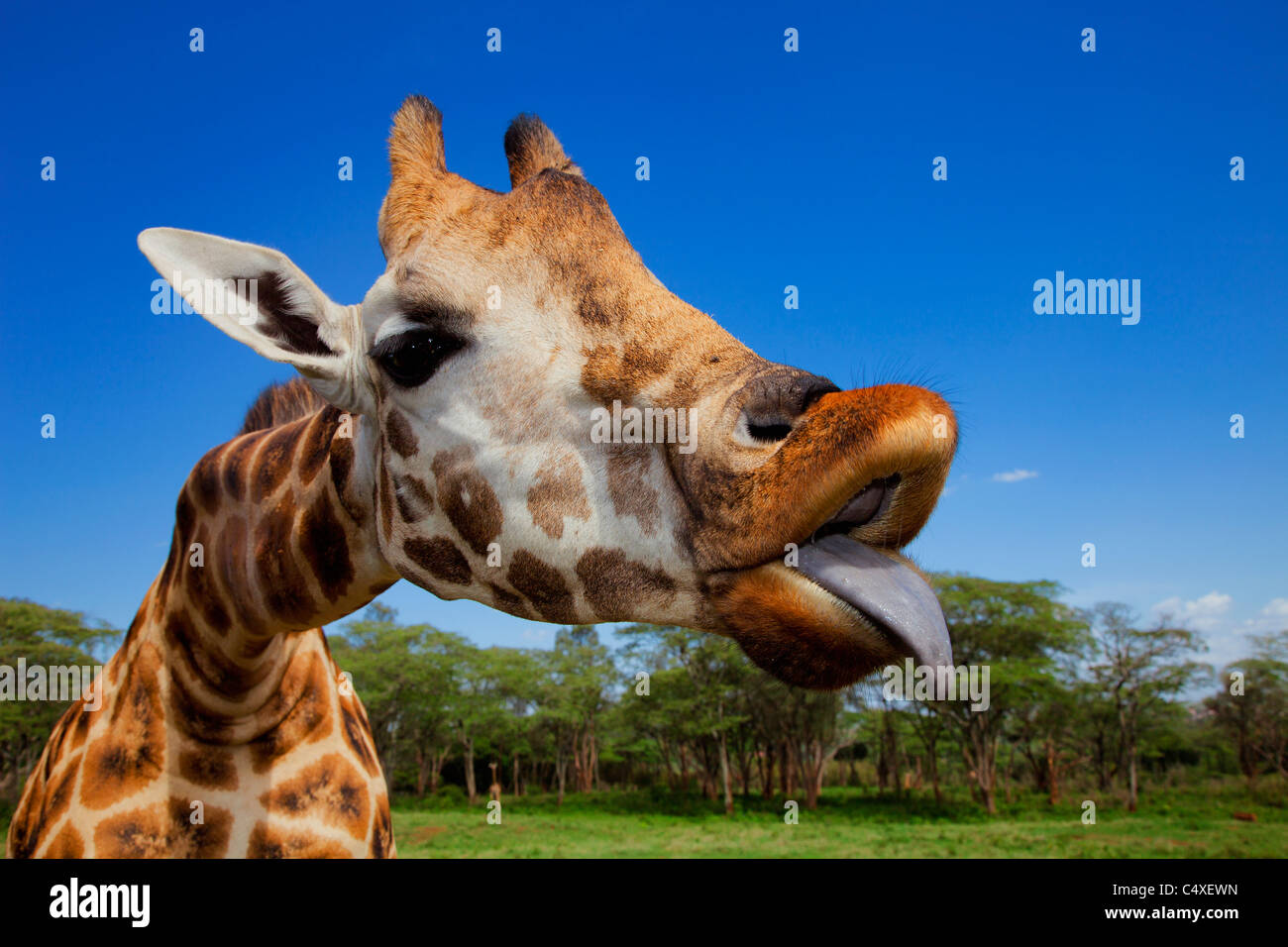 Rothschild Giraffe (Giraffa camelopardalis rothschildi) Is one of 9 subspecies of giraffe.Giraffe Manor Kenya. Dist. East Africa Stock Photo