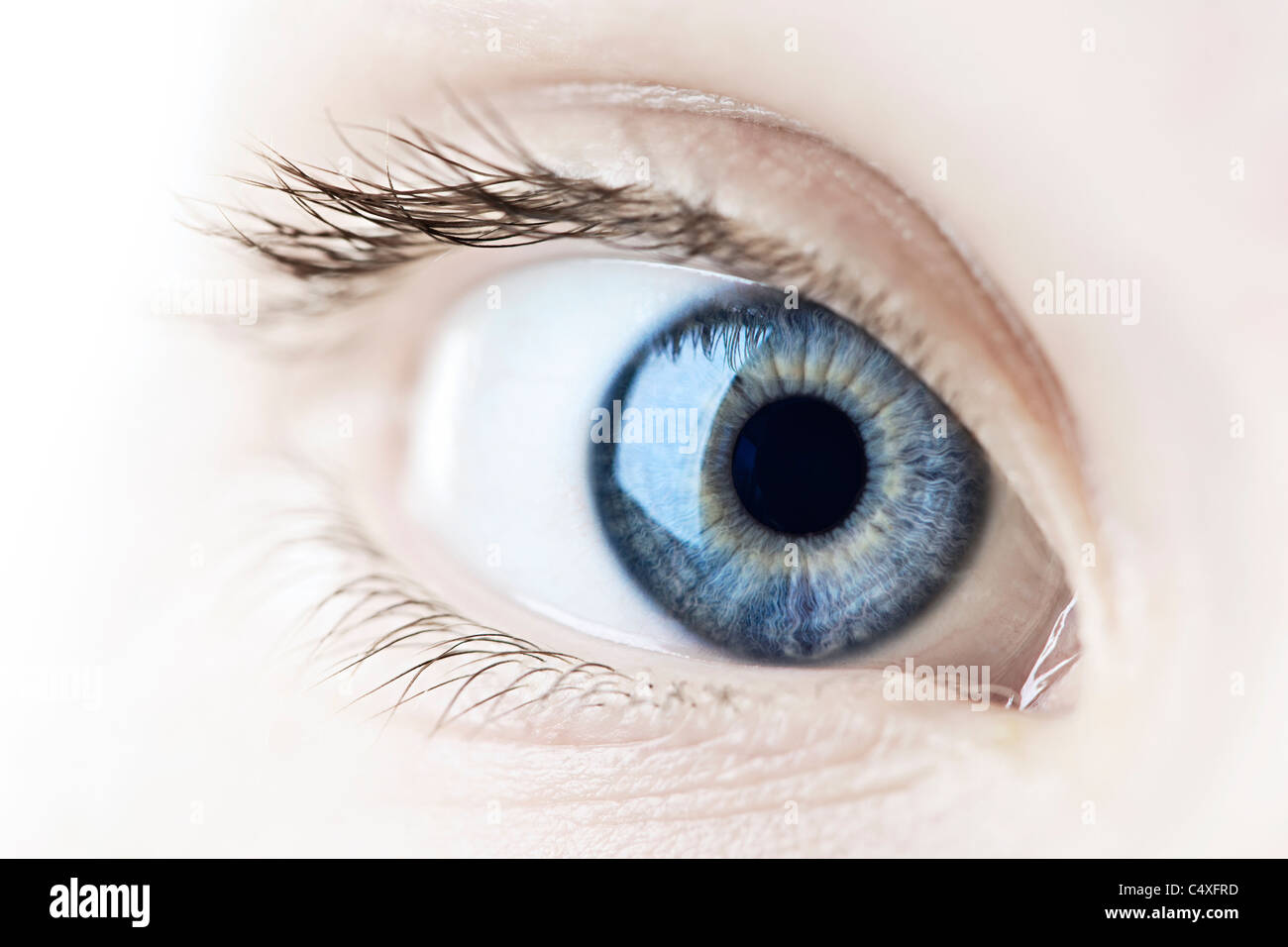 Female blue eye looking at camera close up Stock Photo Alamy