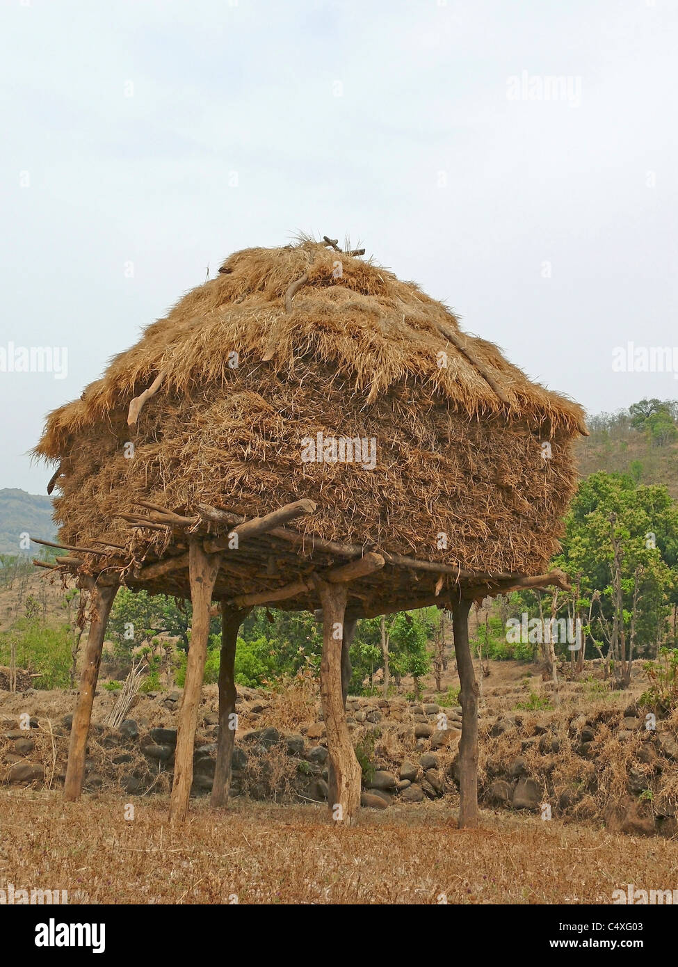 Hay stocked for feeding domestic animals, Mahabaleshwar, Satara, Maharasthra, India Stock Photo