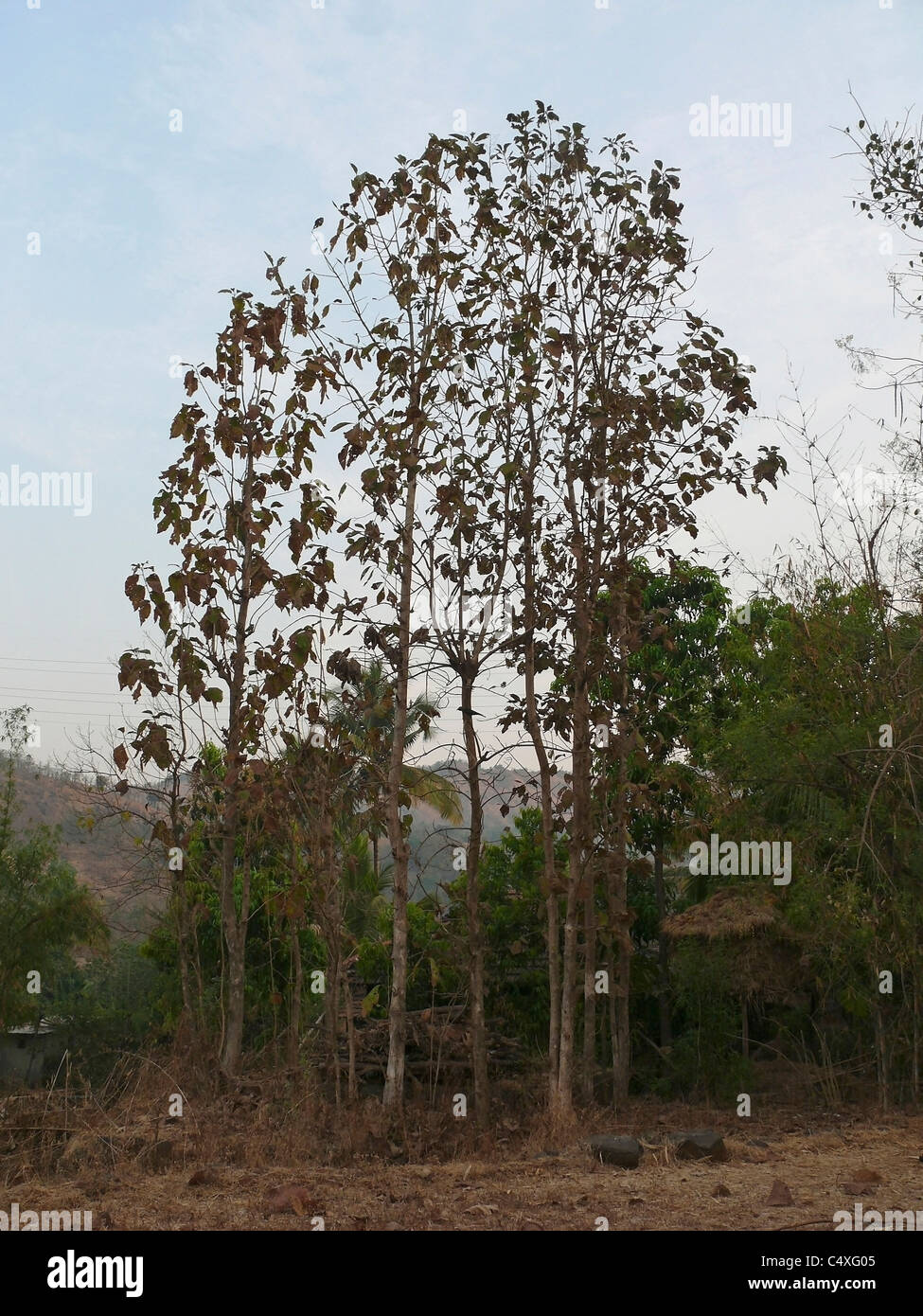Teak plantation hires stock photography and images Alamy
