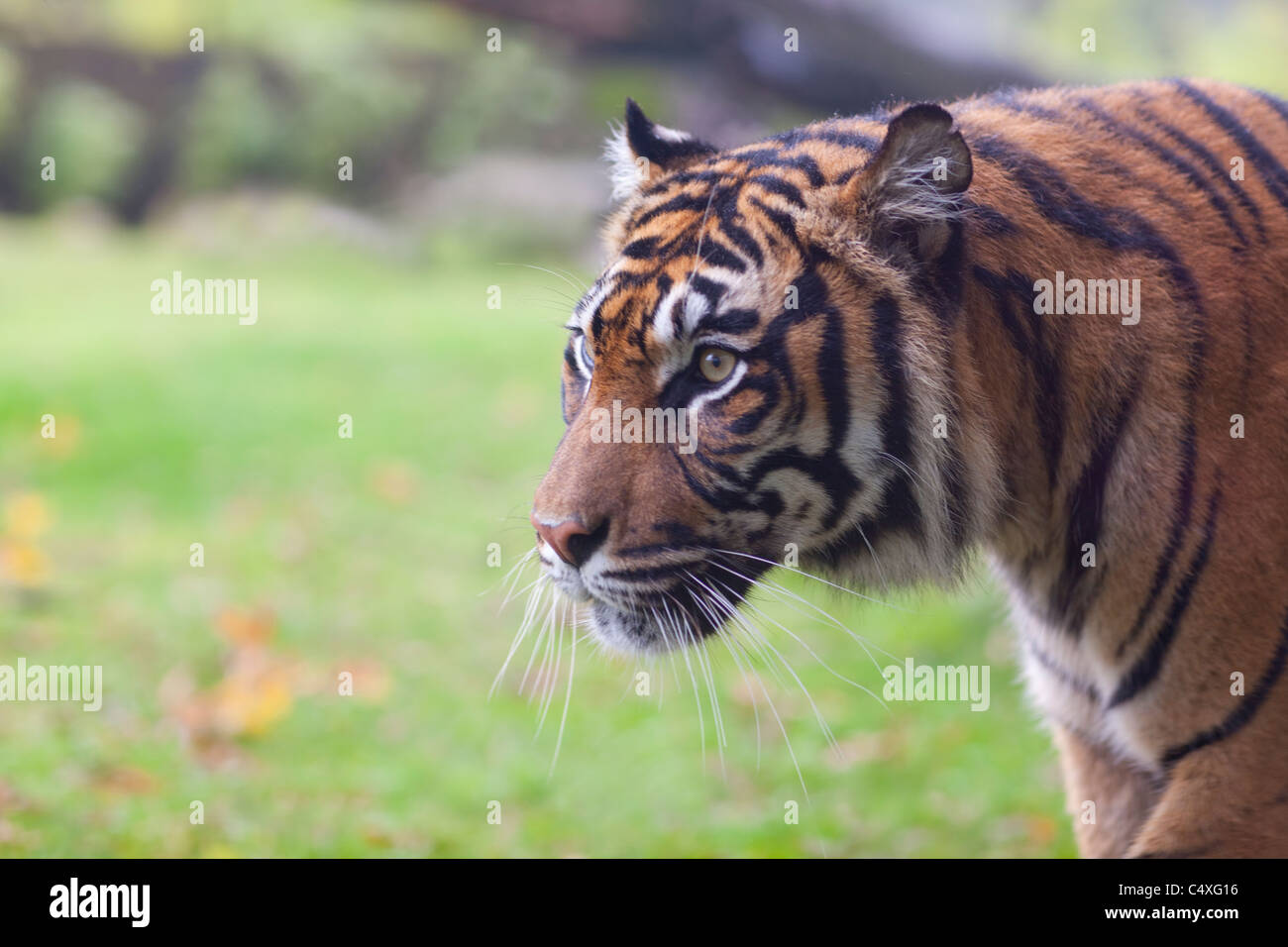 Sumatran Tiger (Panthera tigris sumatrae). Burgers Bush, The Netherlands. Zoo Specimen, captive breeding programme. Stock Photo