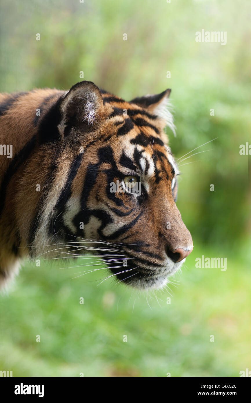 Sumatran Tiger (Panthera tigris sumatrae). Burger's Zoo, The Netherlands. Stock Photo