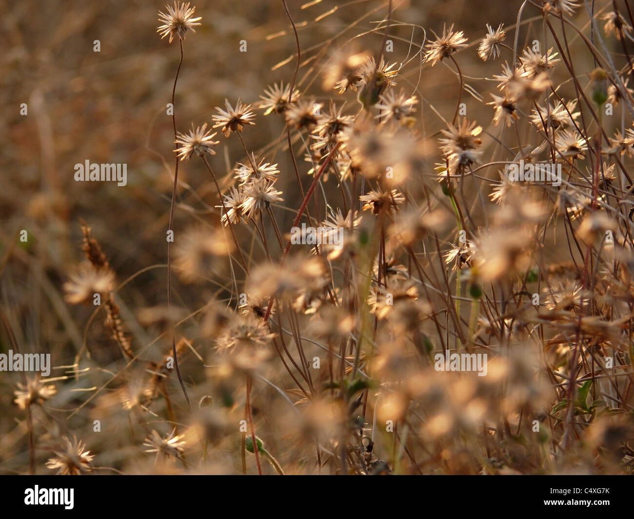 Dry Flowers of Tridax procumbens, Tridax Daisy, Coat Buttons, Mexican Daisy Stock Photo