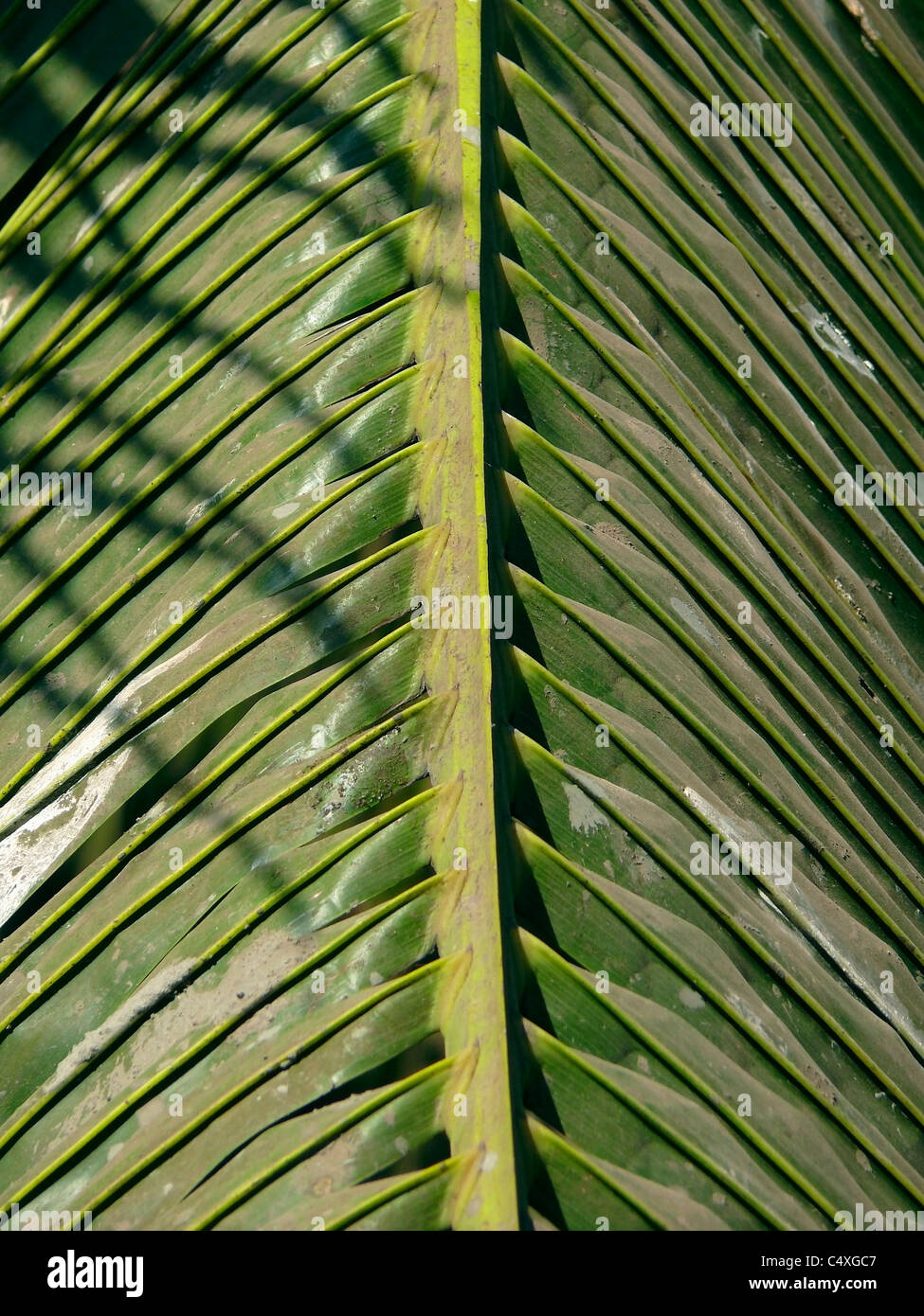 Close-up of palm fronds, Cocos nucifera Stock Photo