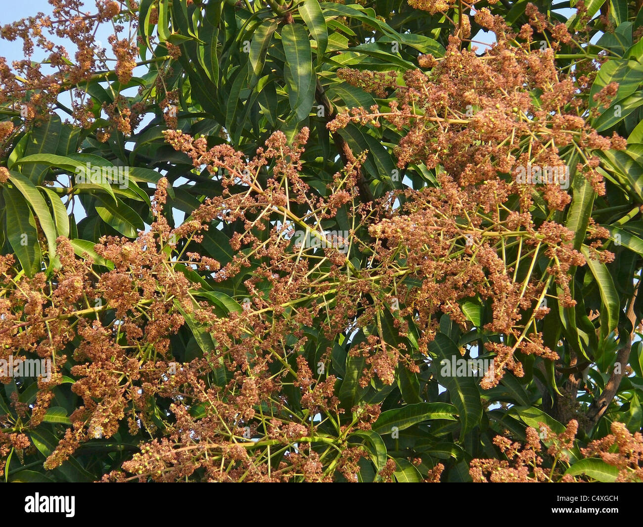 Mango tree in bloom with mango flowers appear in spring to summer Stock  Photo - Alamy