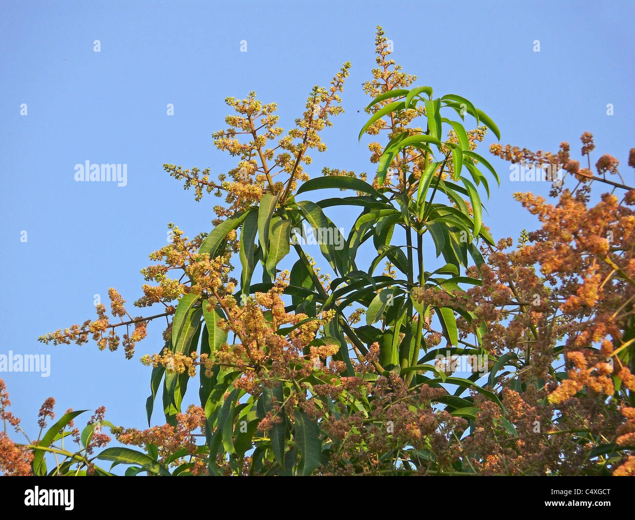 https://c8.alamy.com/comp/C4XGCT/mango-tree-in-bloom-with-mango-flowers-appear-in-spring-to-summer-C4XGCT.jpg