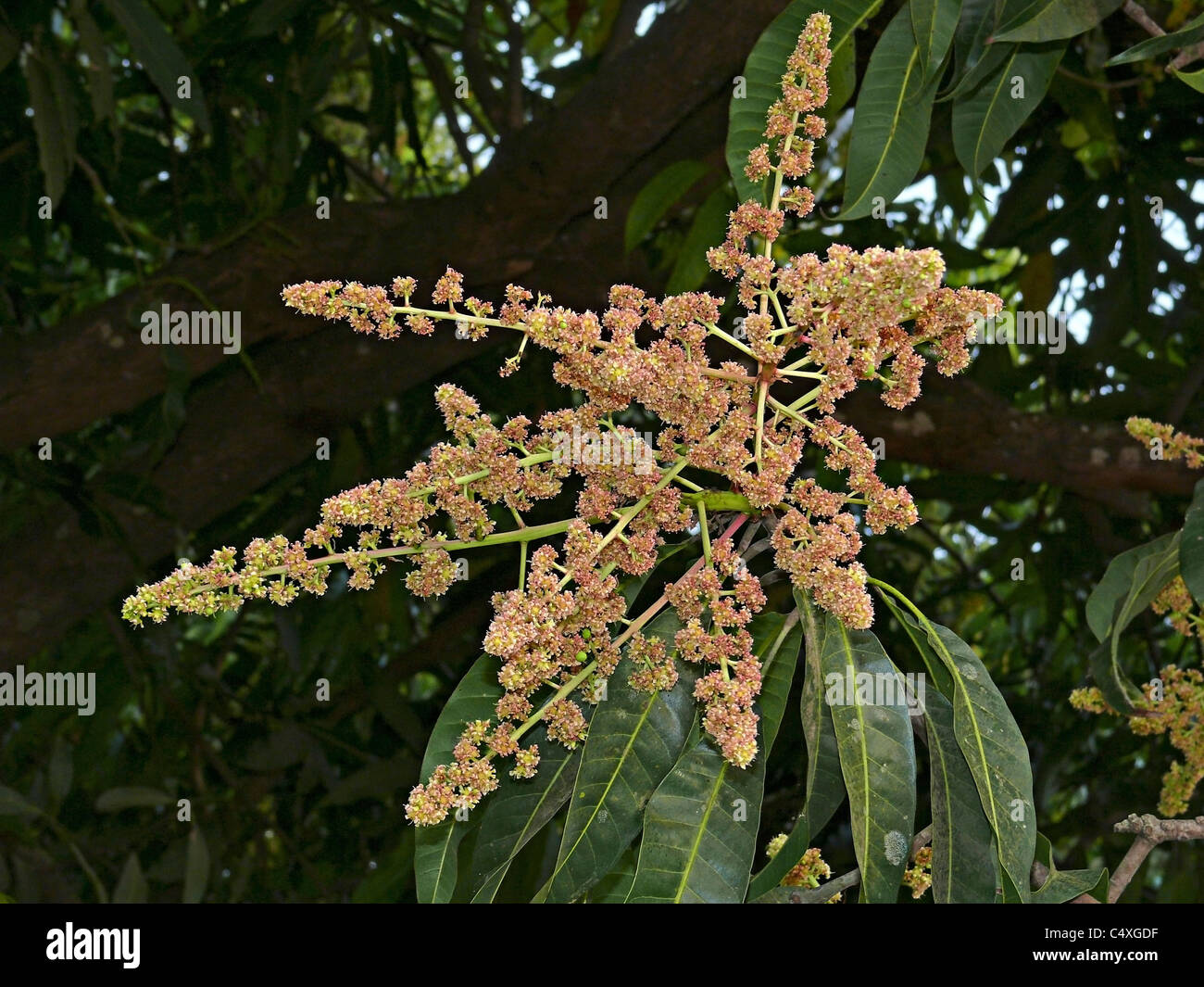 Mango tree flowering in bloom close up Stock Photo