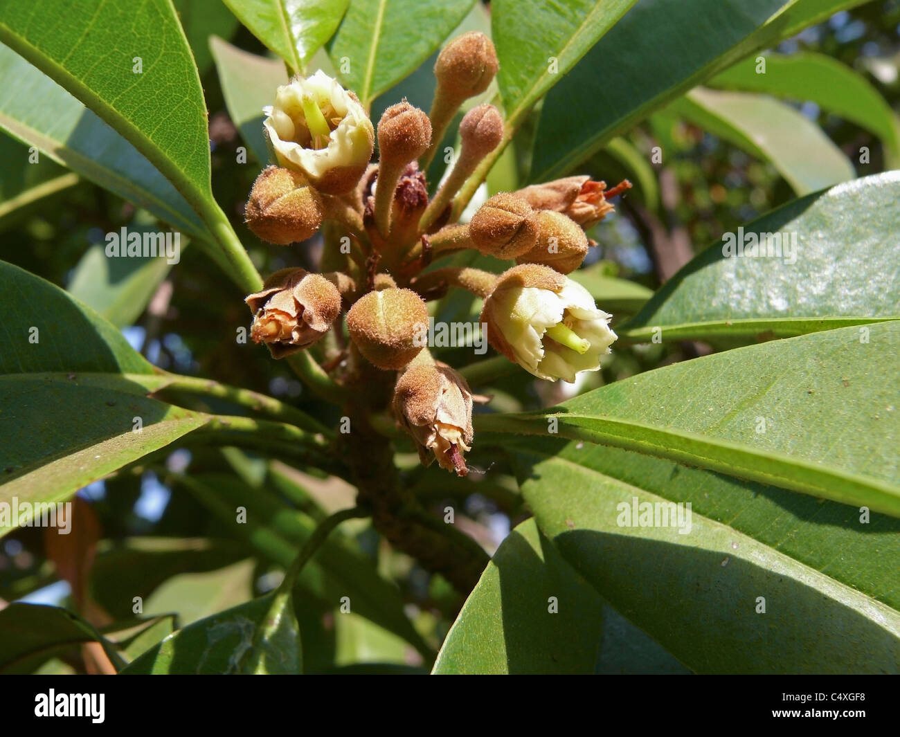 Flowers of of Chiku, Sapodilla, Naseberry Stock Photo
