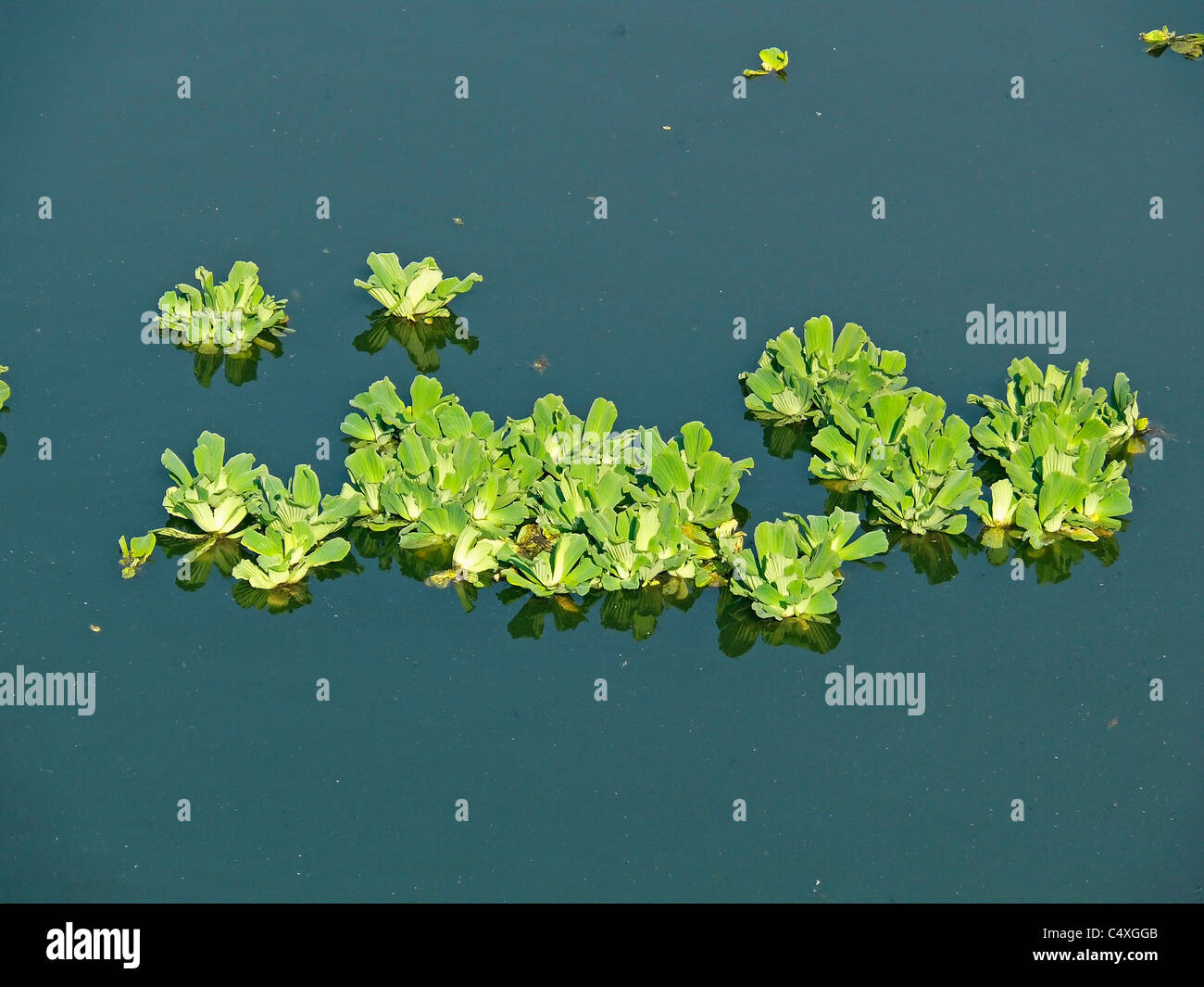 Water Cabbage, Nile cabbage, tropical duckweed, water lettuce, Pistia stratiotes Stock Photo