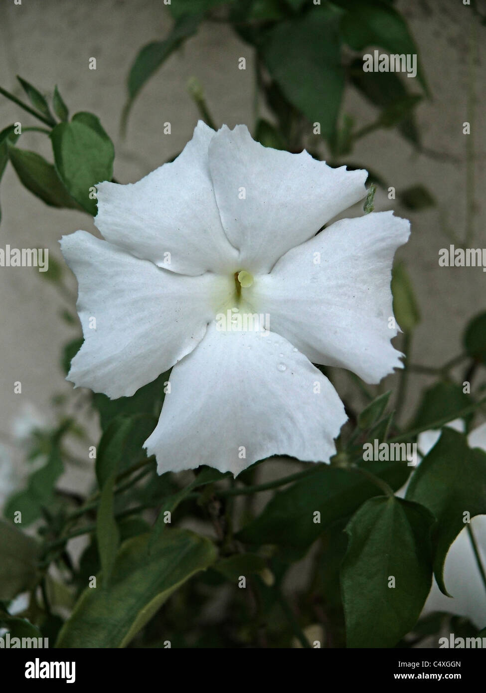 Thunbergia fragrans, Sweet Clock-Vine, White Lady Stock Photo
