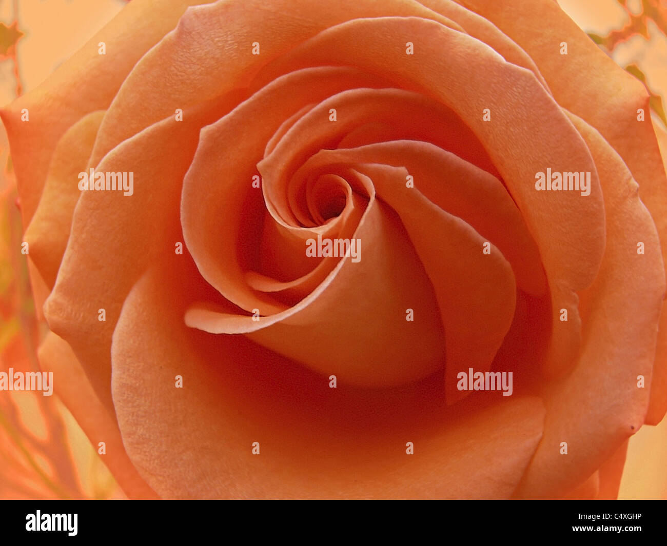 Orange colored Rose flower Stock Photo Alamy