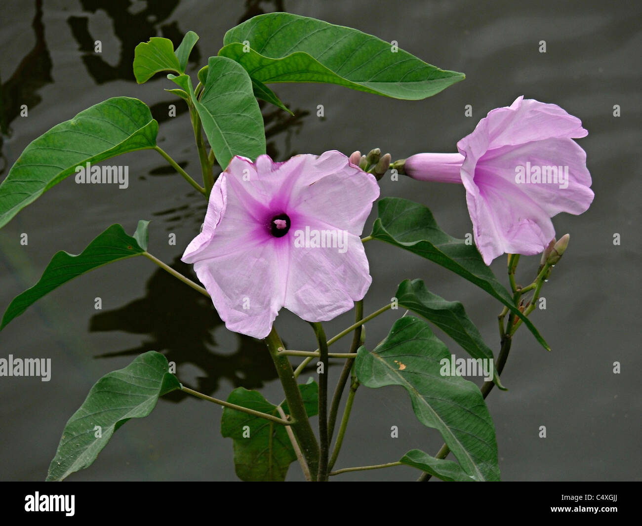 Argyreia sericea, Silky Morning Glory, Silky wood rose Stock Photo