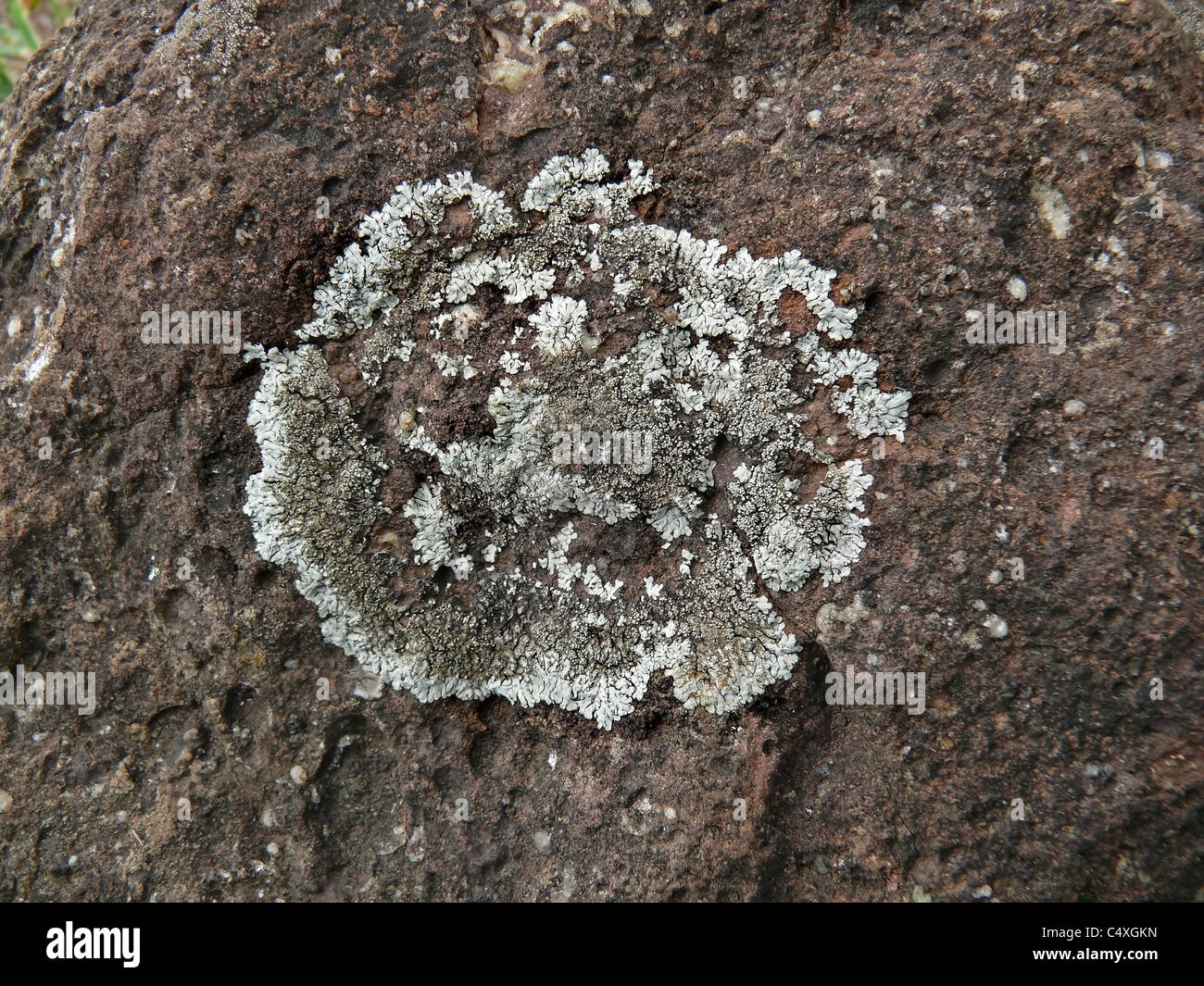 Foliose lichen squamulose, Parmelia pastillifera et Physcia aipolia Stock Photo