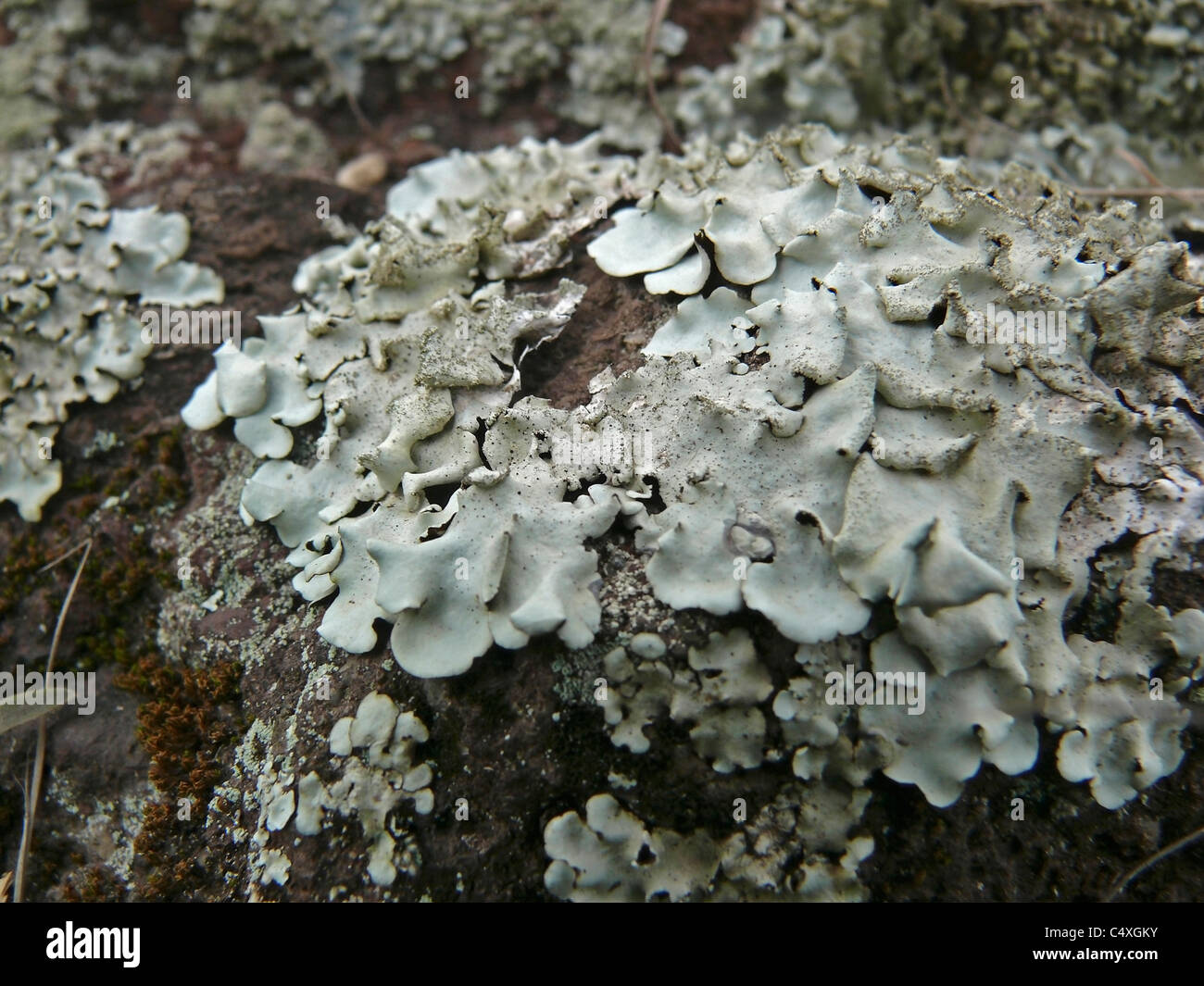 Foliose lichen squamulose, Parmelia pastillifera et Physcia aipolia Stock Photo