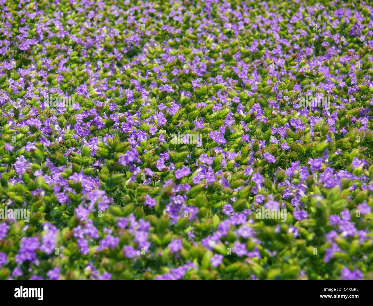 Karvy, Strobilanthes callosus, Plateau of flowers, Kaas, Satara, Maharashtra, India Stock Photo