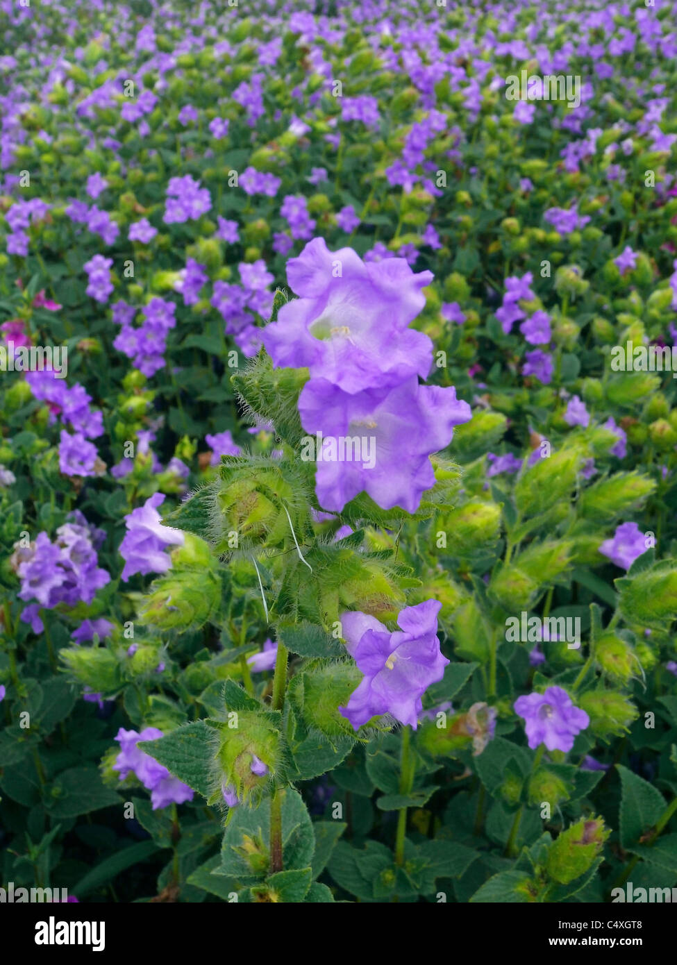 Karvy, Strobilanthes callosus, Plateau of flowers, Kaas, Satara, Maharashtra, India Stock Photo