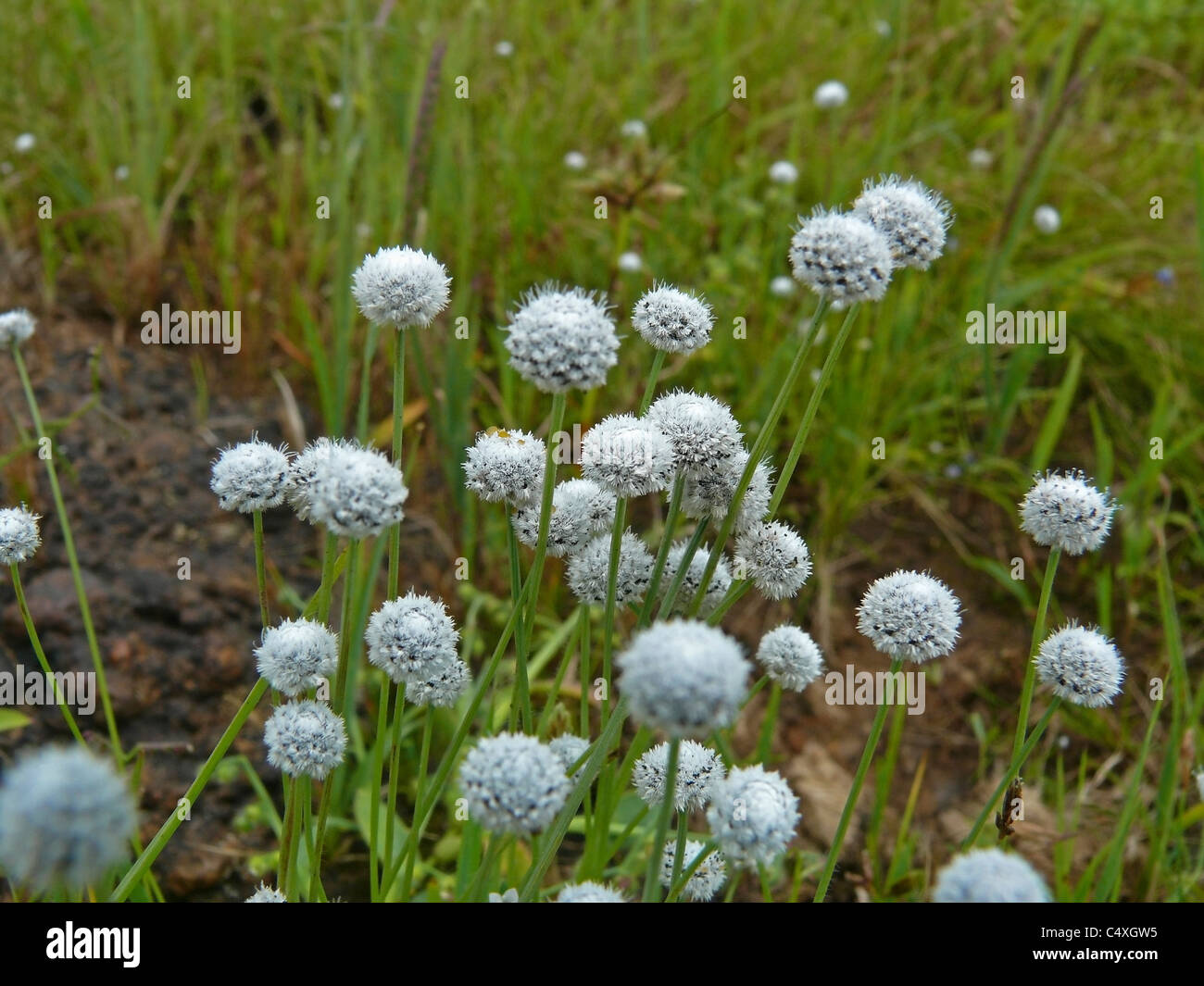 Eriocaulon carsonii, Salt pipewort, button grass, Plateau of flowers, Kaas, Satara, Maharashtra, India Stock Photo