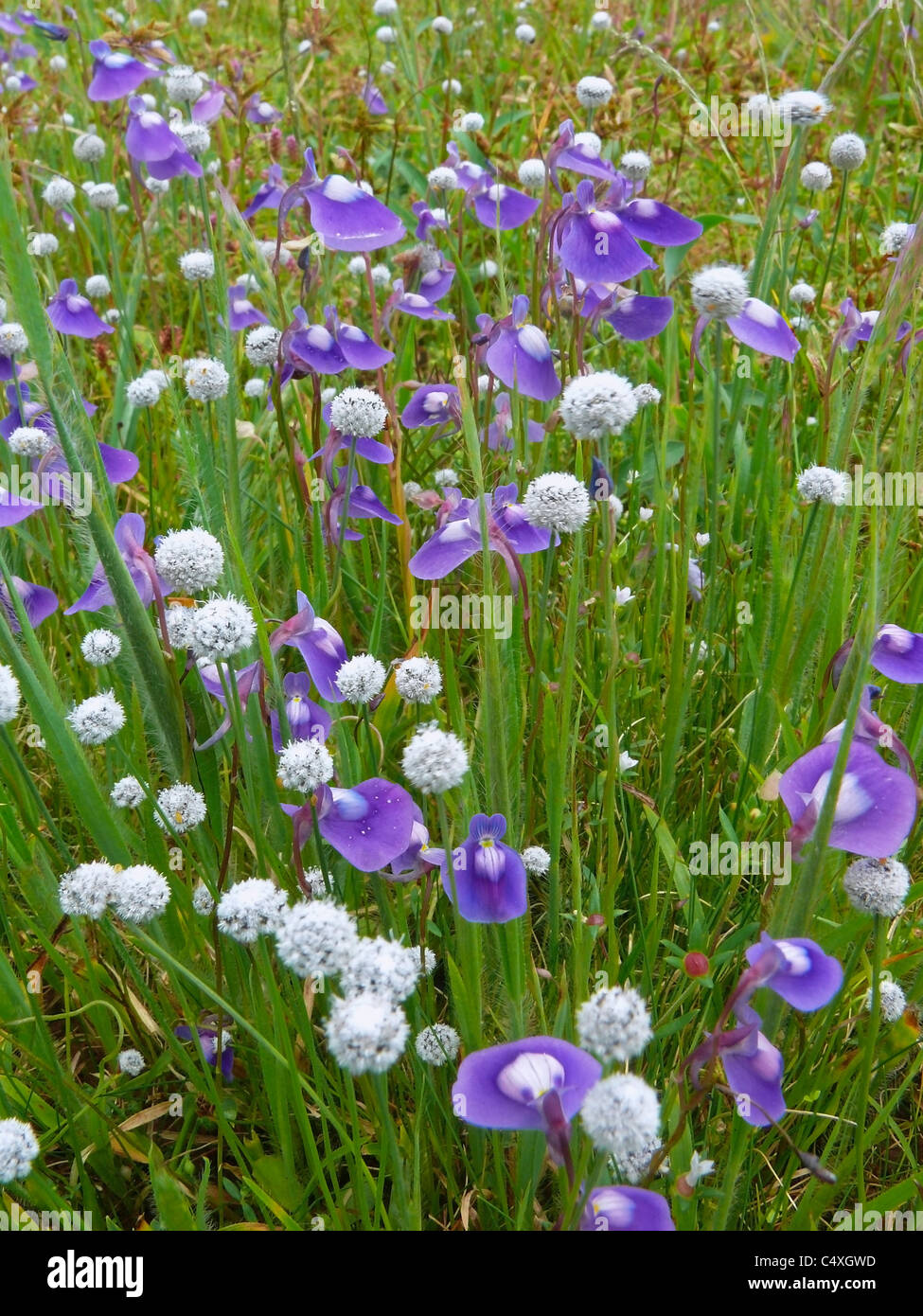 Eriocaulon carsonii, Salt pipewort, button grass, Plateau of flowers, Kaas, Satara, Maharashtra, India Stock Photo