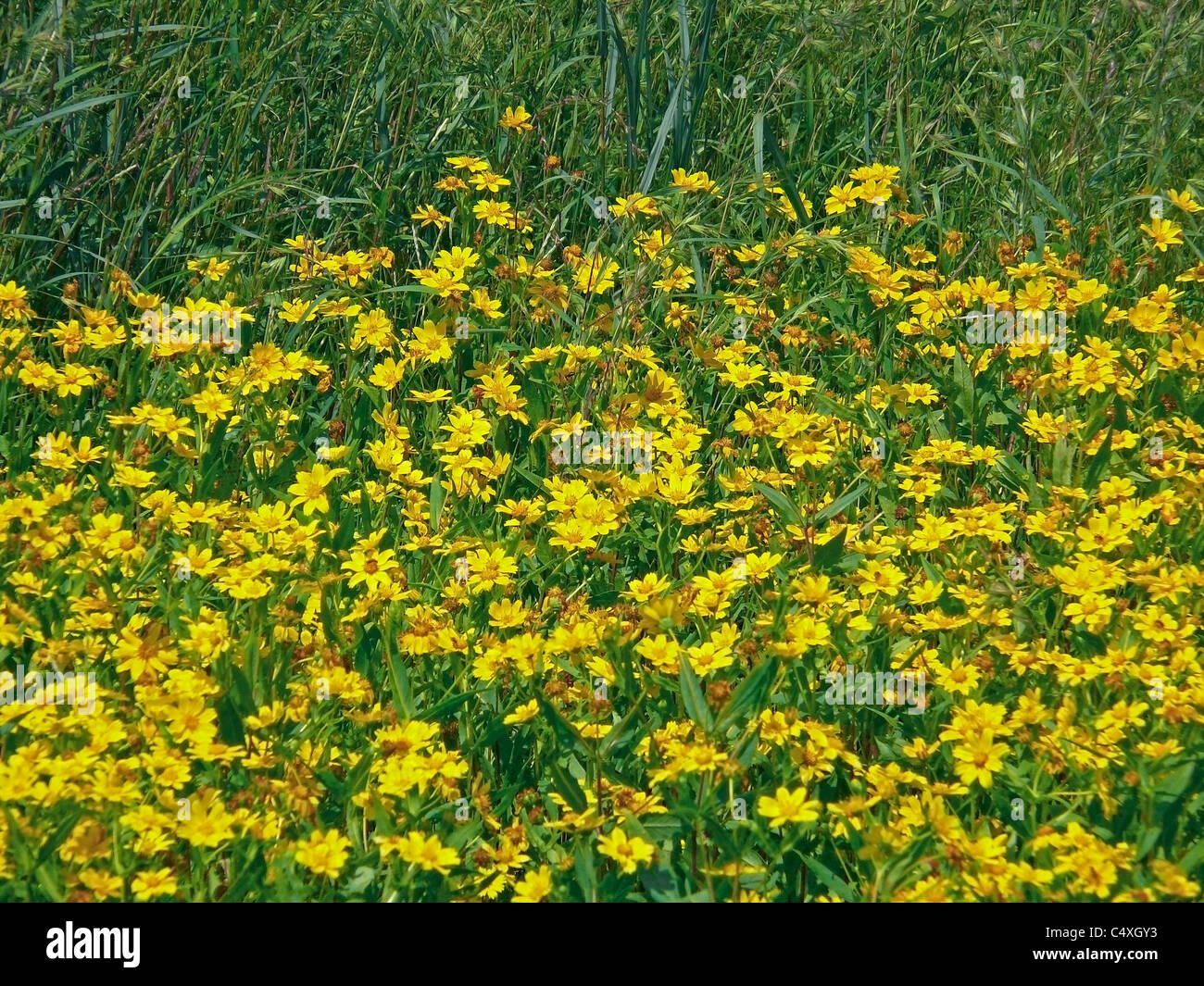 Field, Flowers of Gingelly Seeds, Guizotia abyssiniaca Stock Photo