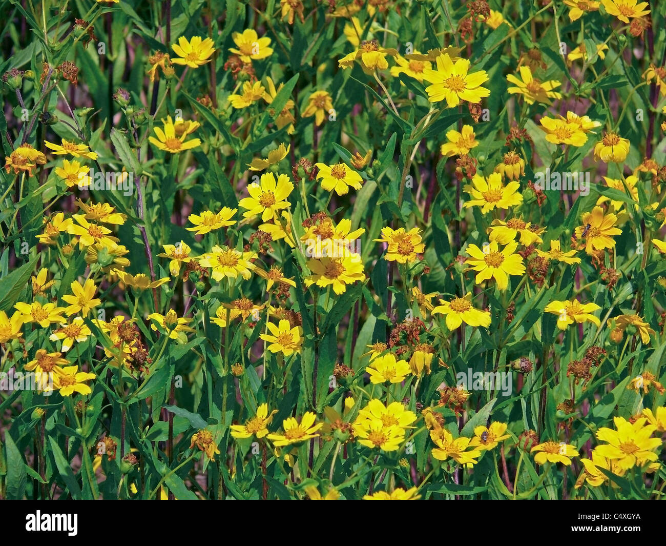 Field, Flowers of Gingelly Seeds, Guizotia abyssiniaca Stock Photo