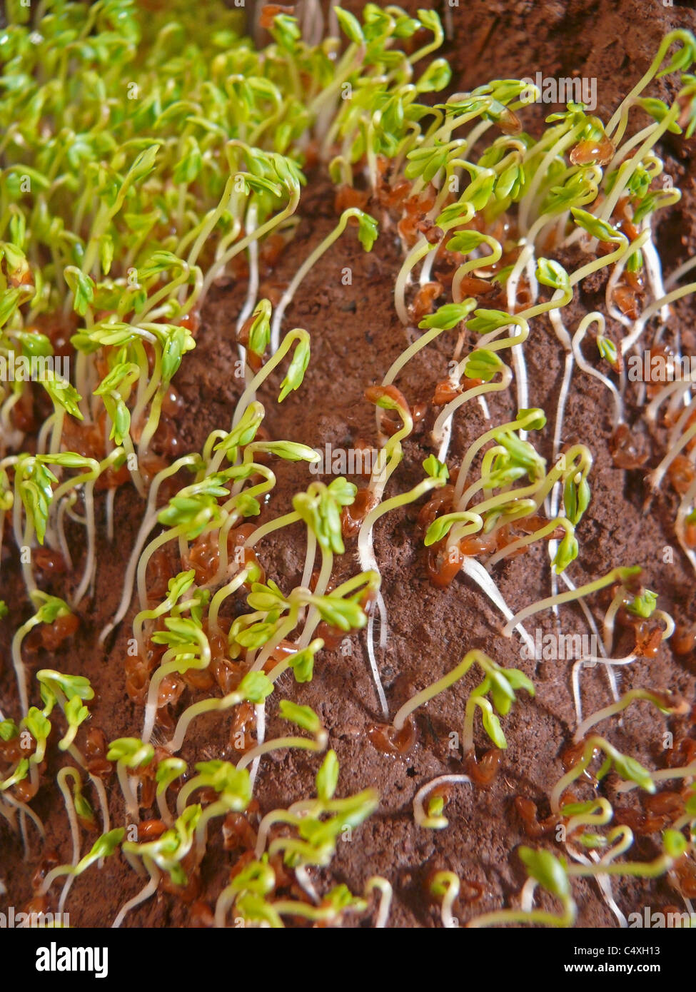 Lepidium sativum L, gardencress pepperweed Stock Photo