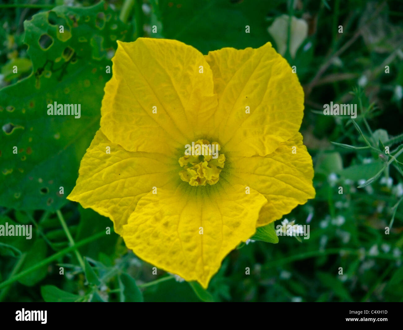 Flower of Musk Melon, Cuvumis melo L. Cucurbitaceae Stock Photo Alamy