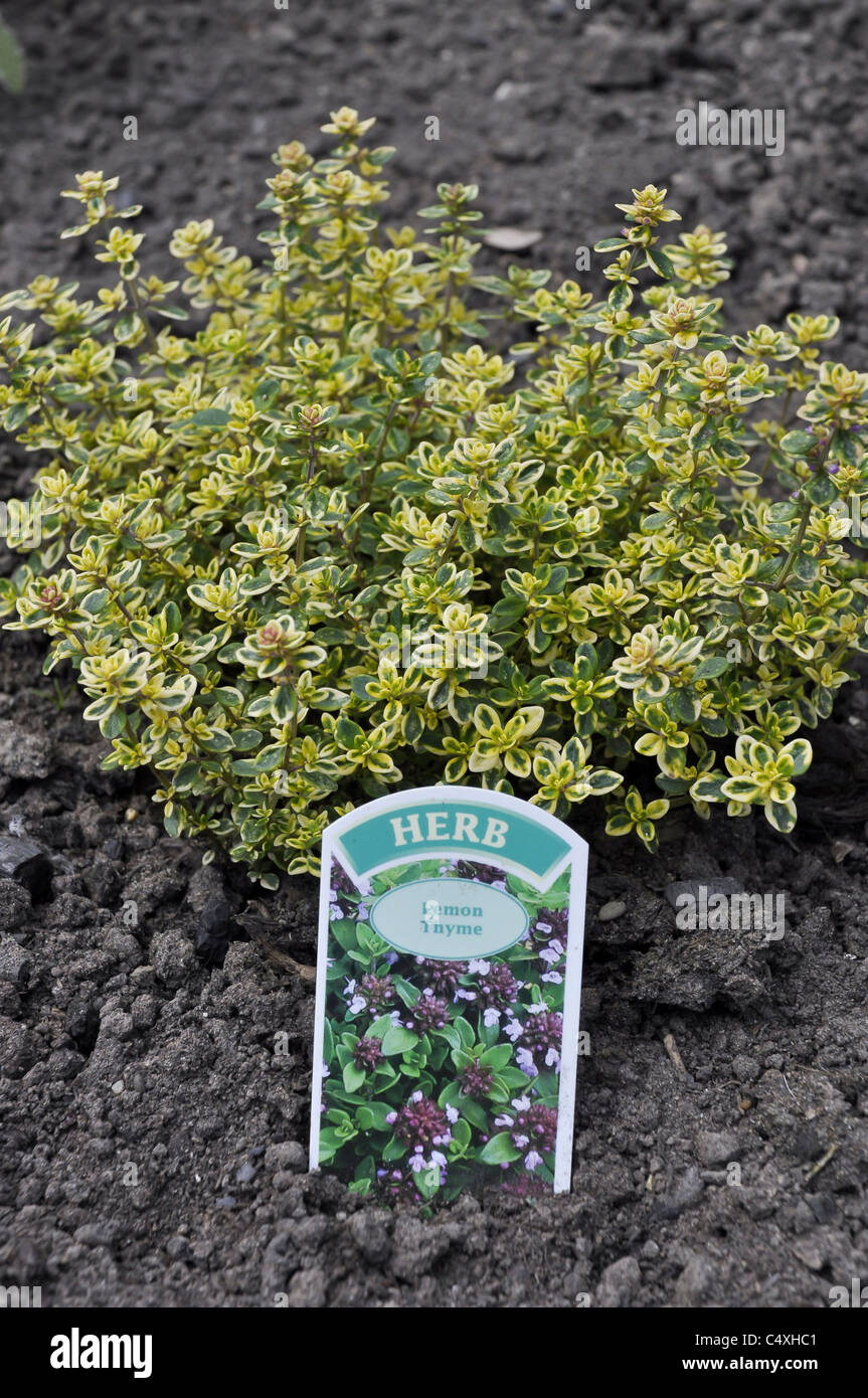 Lemon Thyme Stock Photo