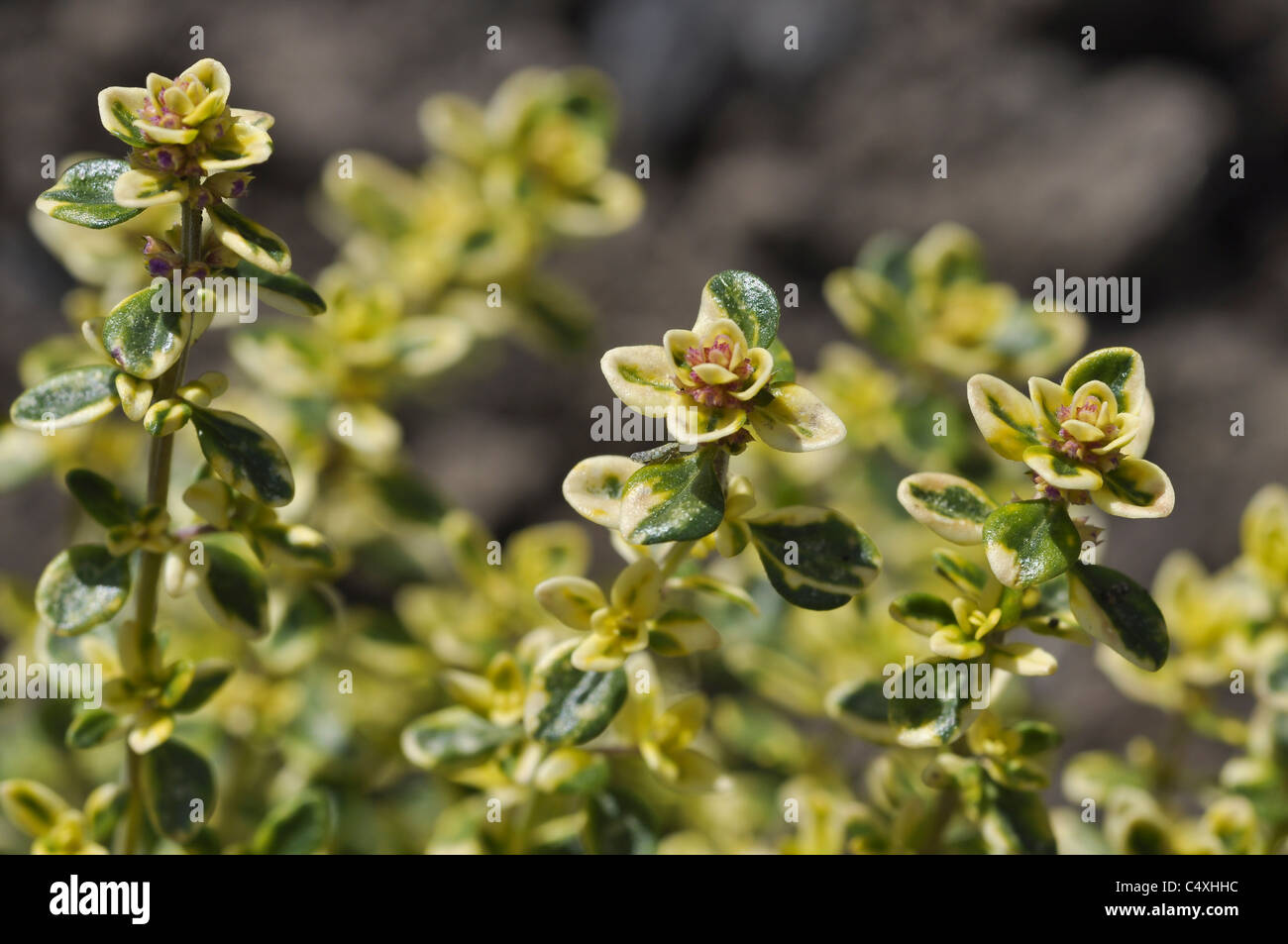 Thyme garden hires stock photography and images Alamy