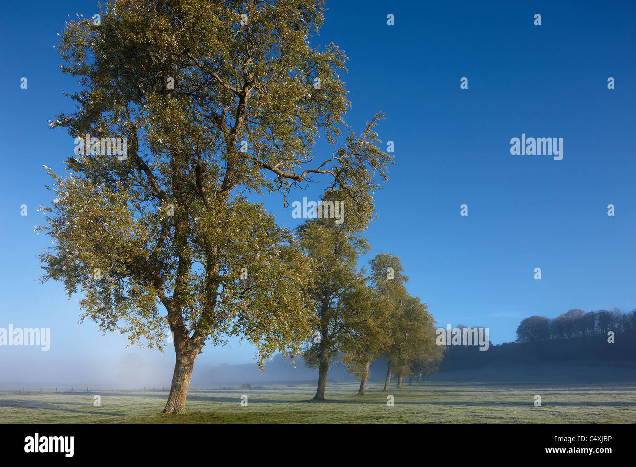 a misty morning, Venn Farm, Milborne Port, Milbourne Port, Somerset, England Stock Photo