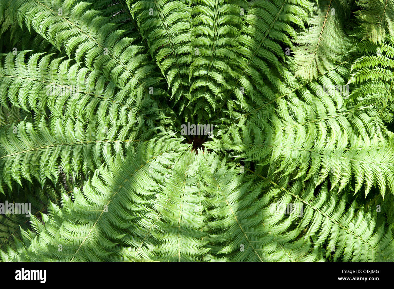 Large fern hi-res stock photography and images - Alamy