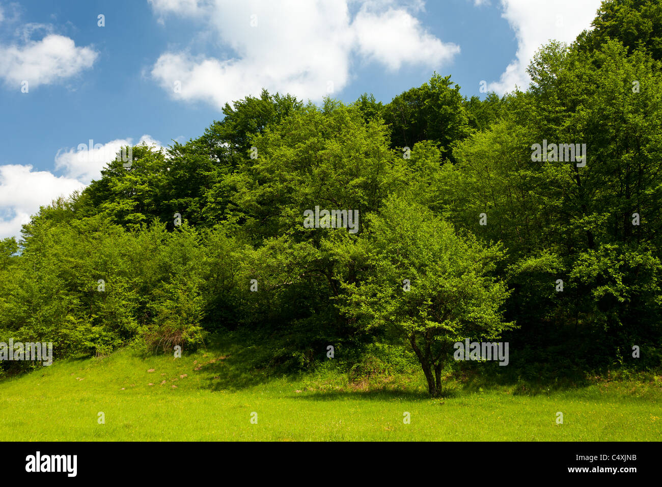 Landscape with green forest and meadow under blue sky Stock Photo - Alamy
