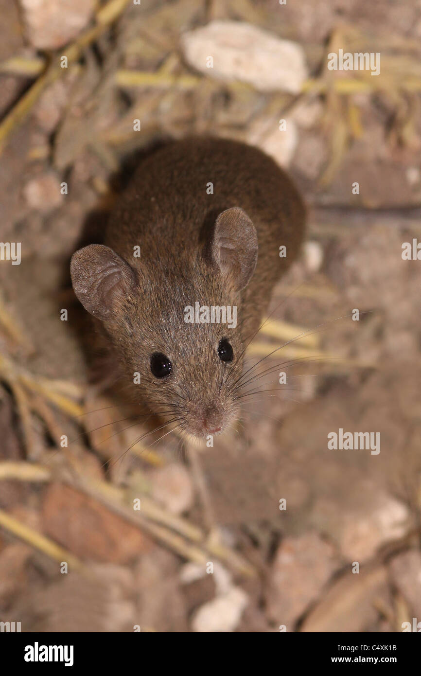 House mouse (Mus musculus), Stock Photo