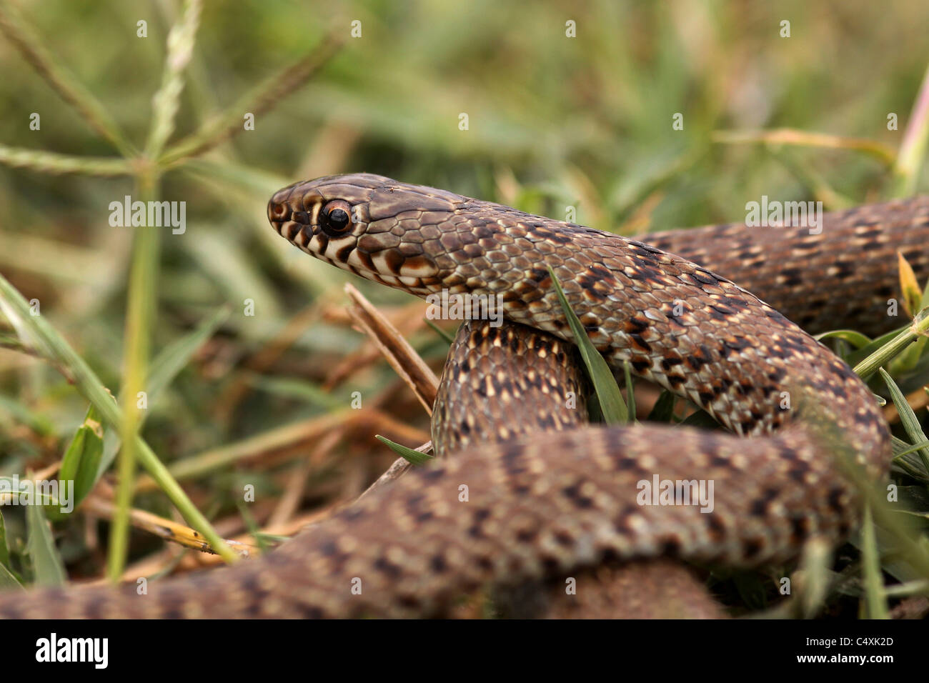 Juvenile Large Whipsnake (Coluber jugularis) photographed in Israel in May Stock Photo