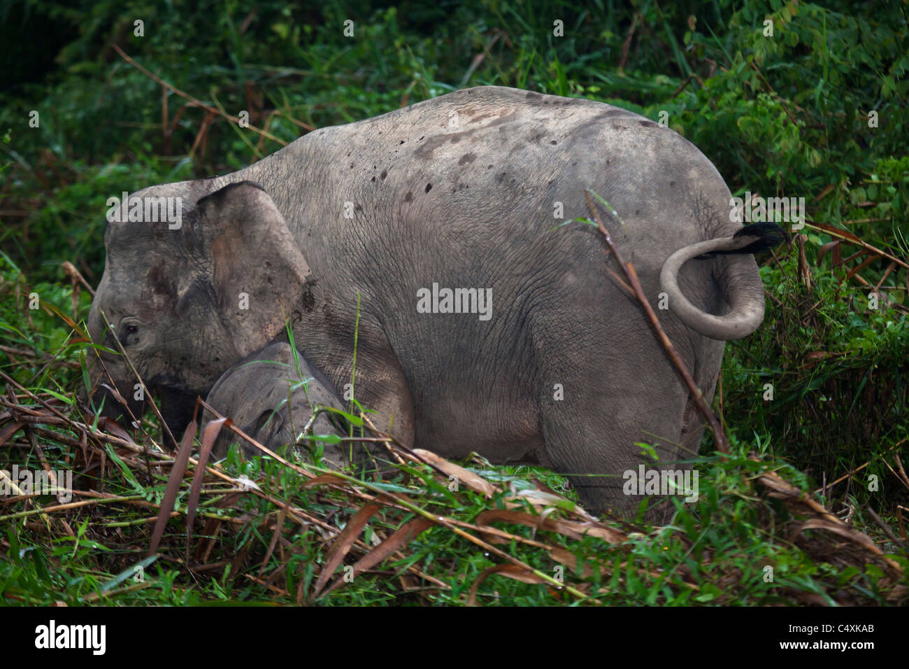 Wild Asian elephant Borneo cow with small calf pygmy elephants grazing in riverine marshland Stock Photo