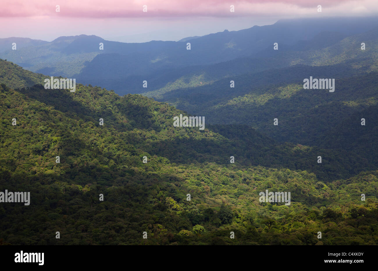 Tropical Rainforest Cloudforest Monteverde Costa Rica Stock Photo