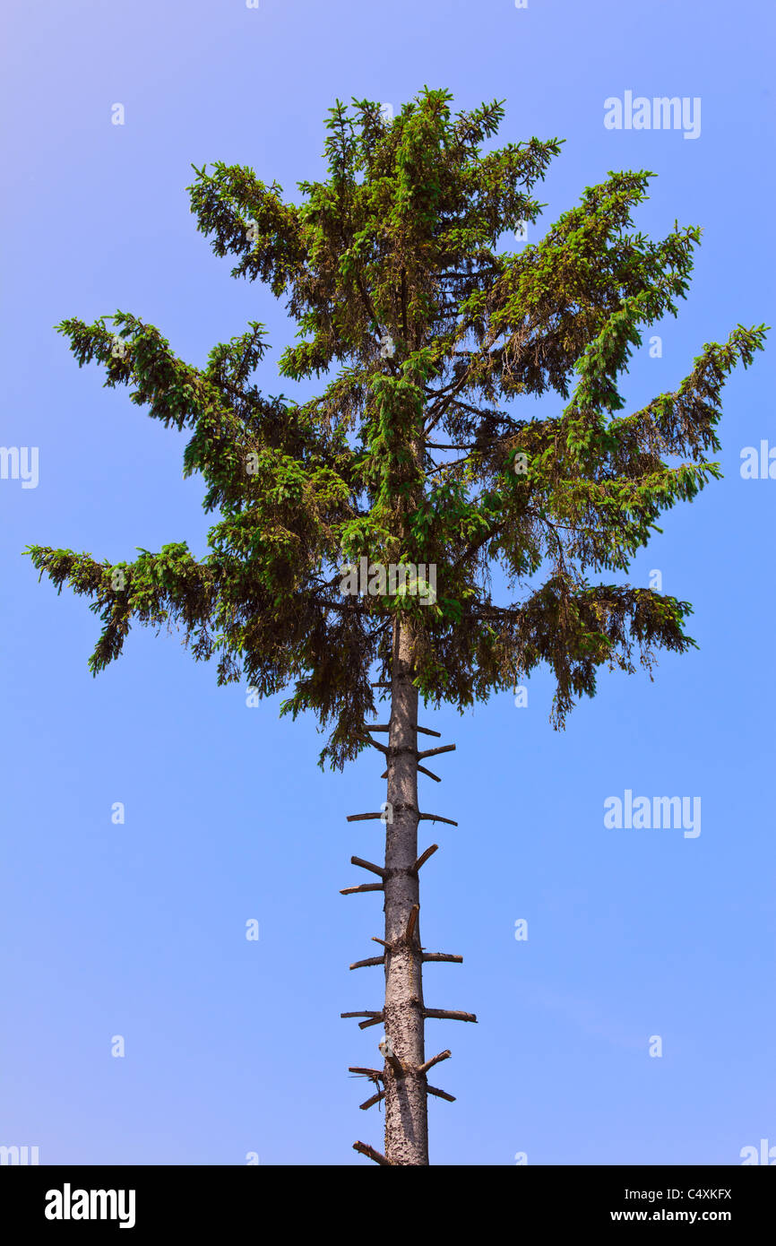 Tall pine tree with stripped branches against the blue sky Stock Photo ...
