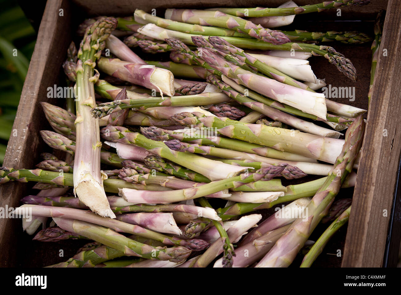 Fresh cut asparagus in trug Stock Photo