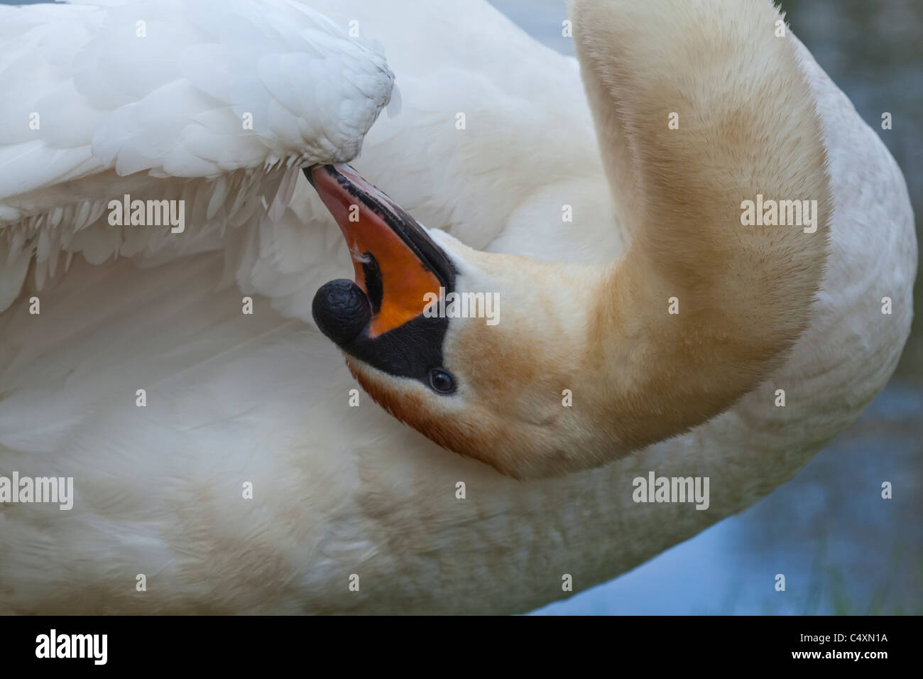 Mute Swan (Cygnus olor). Preening alula on the carpal joint on a right wing. Stock Photo