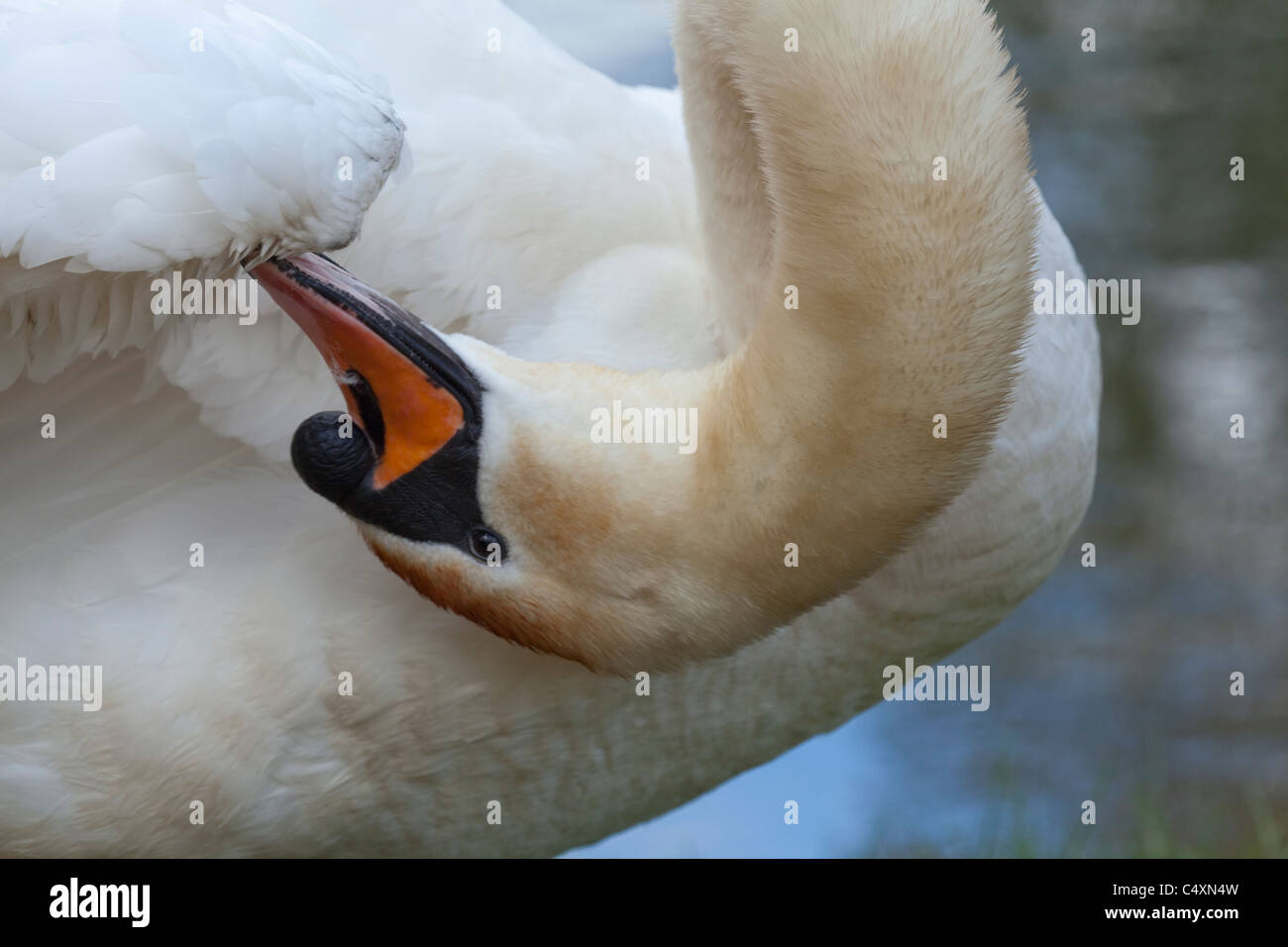 Mute Swan (Cygnus olor). Preening alula on the carpal joint on a right wing. Stock Photo