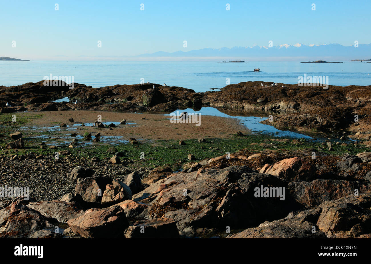 Low tide on a calm summer morning at cattle point boat launch Victoria BC Canada. Stock Photo