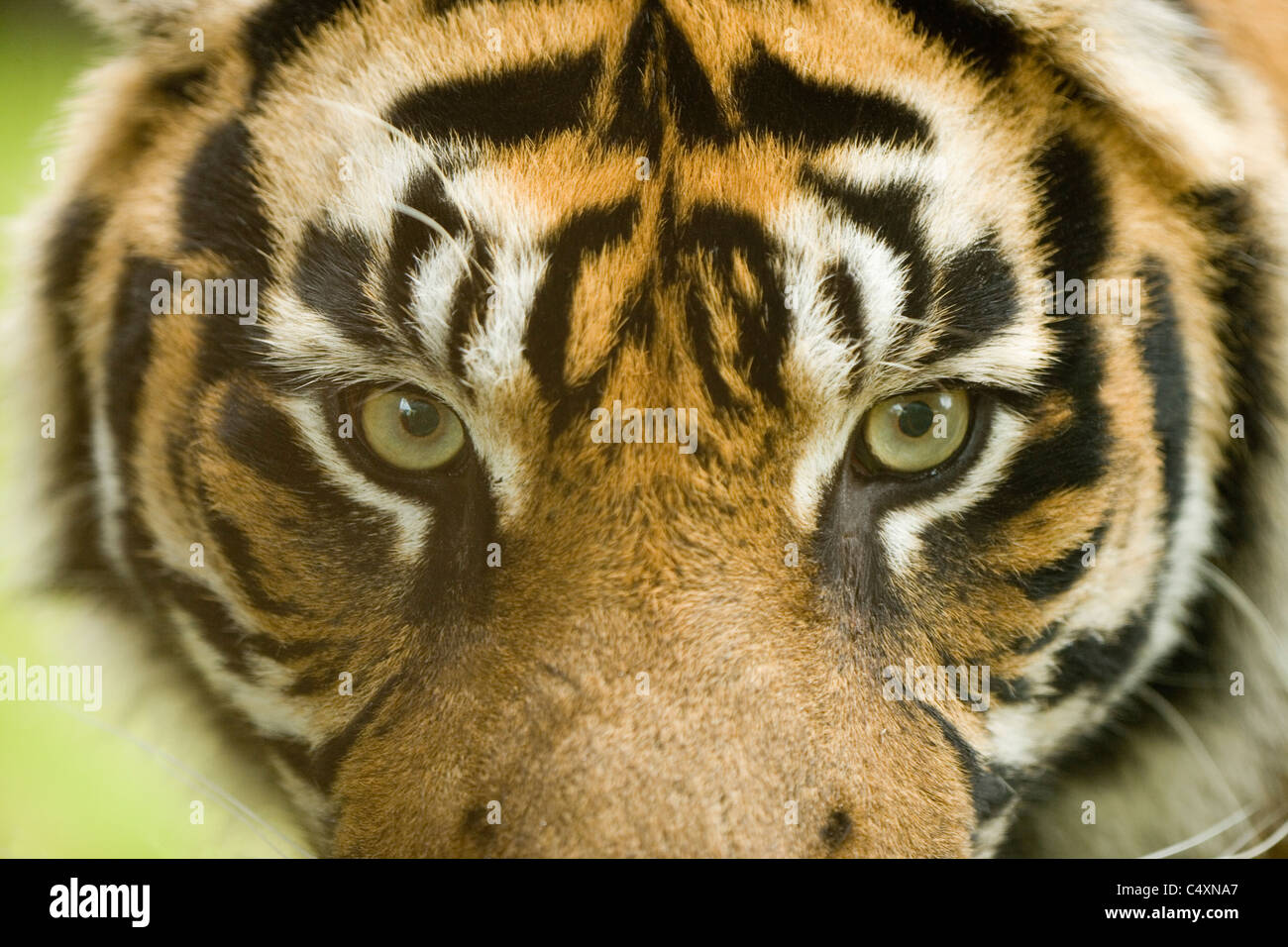 Sumatran Tiger (Panthera tigris sumatrae). Eyes, head-on, showing stereoscopic vision ability. Stock Photo