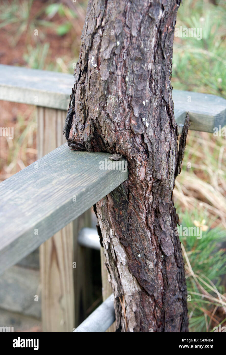 A pine tree that has grown over and around a wooden railing Stock Photo