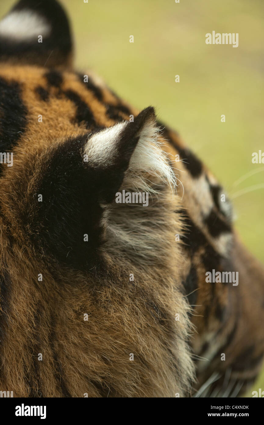 Sumatran Tiger (Panthera tigris sumatrae). Rear view of head facing to the right, showing white spots on reverse side of ears. Stock Photo